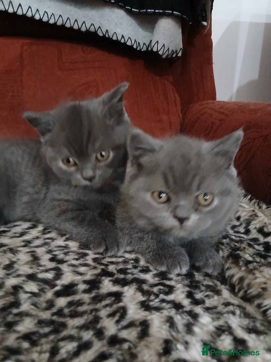 British Shorthair cats for sale: British blue kittens - Advert 5