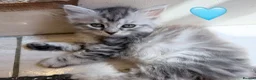 Siberian cats for sale: Hypoallergenic, fluffy beautiful healthy Siberians - Advert 2