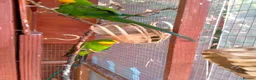 Parakeets birds for sale: TWO MALE BARRABAND / SUPERB PARAKEETS - Advert 5