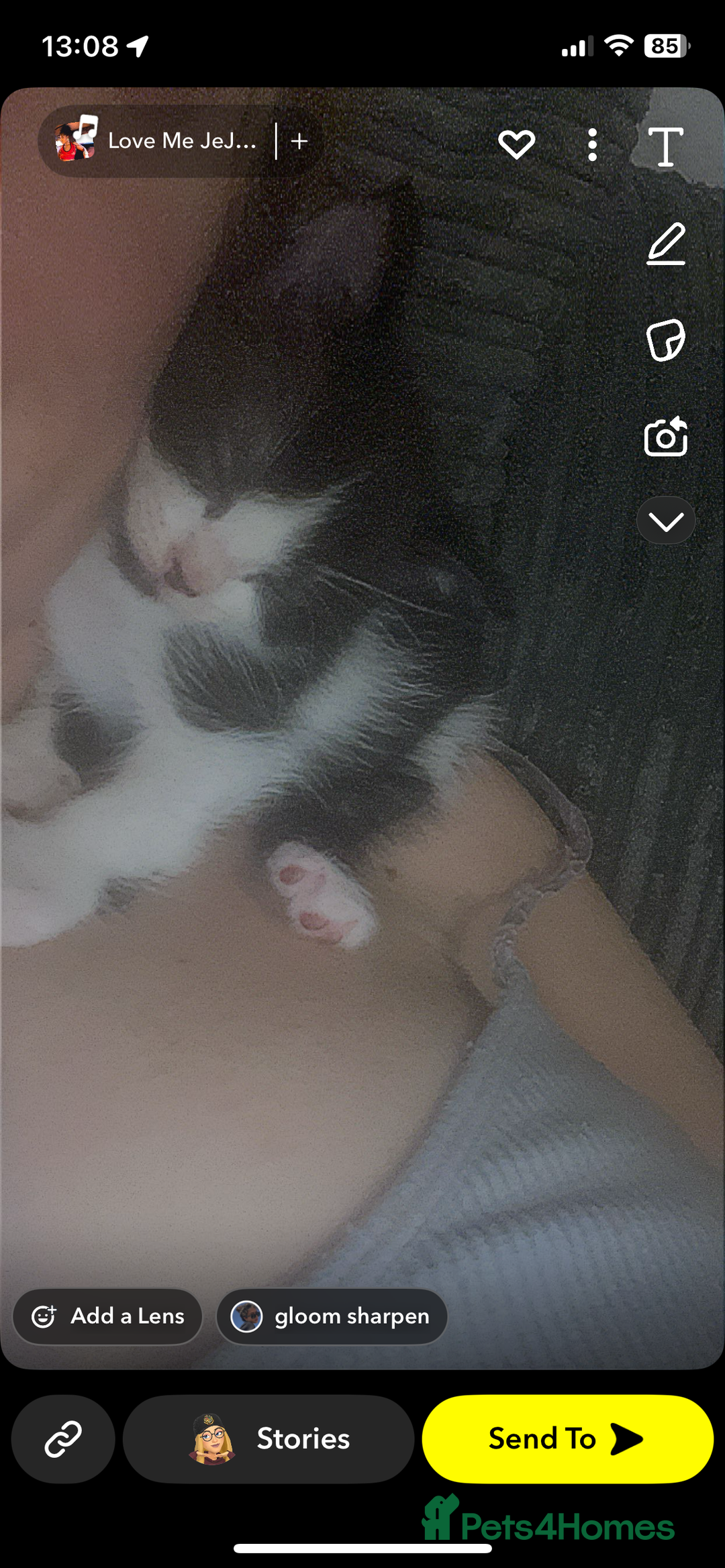 Mixed Breed cats for sale: female kitten  - Image 1