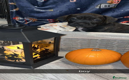 Mixed Breed dogs for sale: beautiful cane corso/ staff pups 7 left  - Image 5