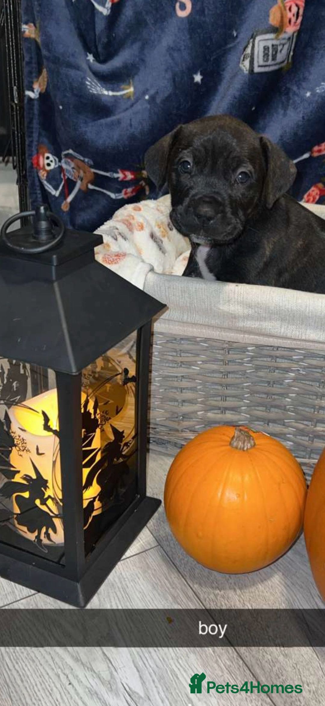 Mixed Breed dogs for sale: beautiful cane corso/ staff pups 7 left  - Image 5