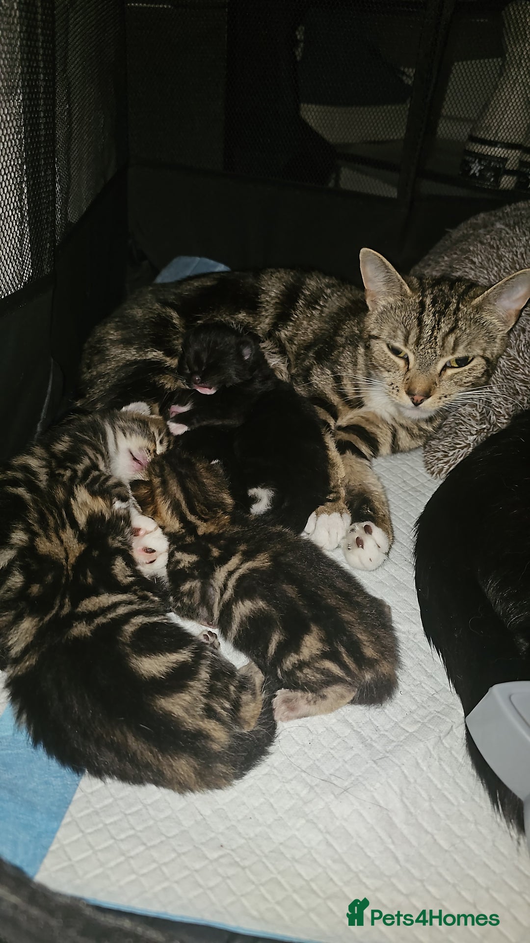 York Chocolate cats for sale: Kittens are ready for there new home  - Image 6
