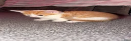 Mixed Breed cats for sale: Stunning domestic kittens - Advert 8