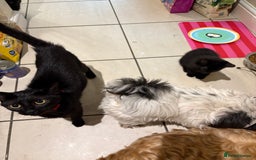 Domestic Shorthair cats for sale: Beautiful black kittens  - Image 5