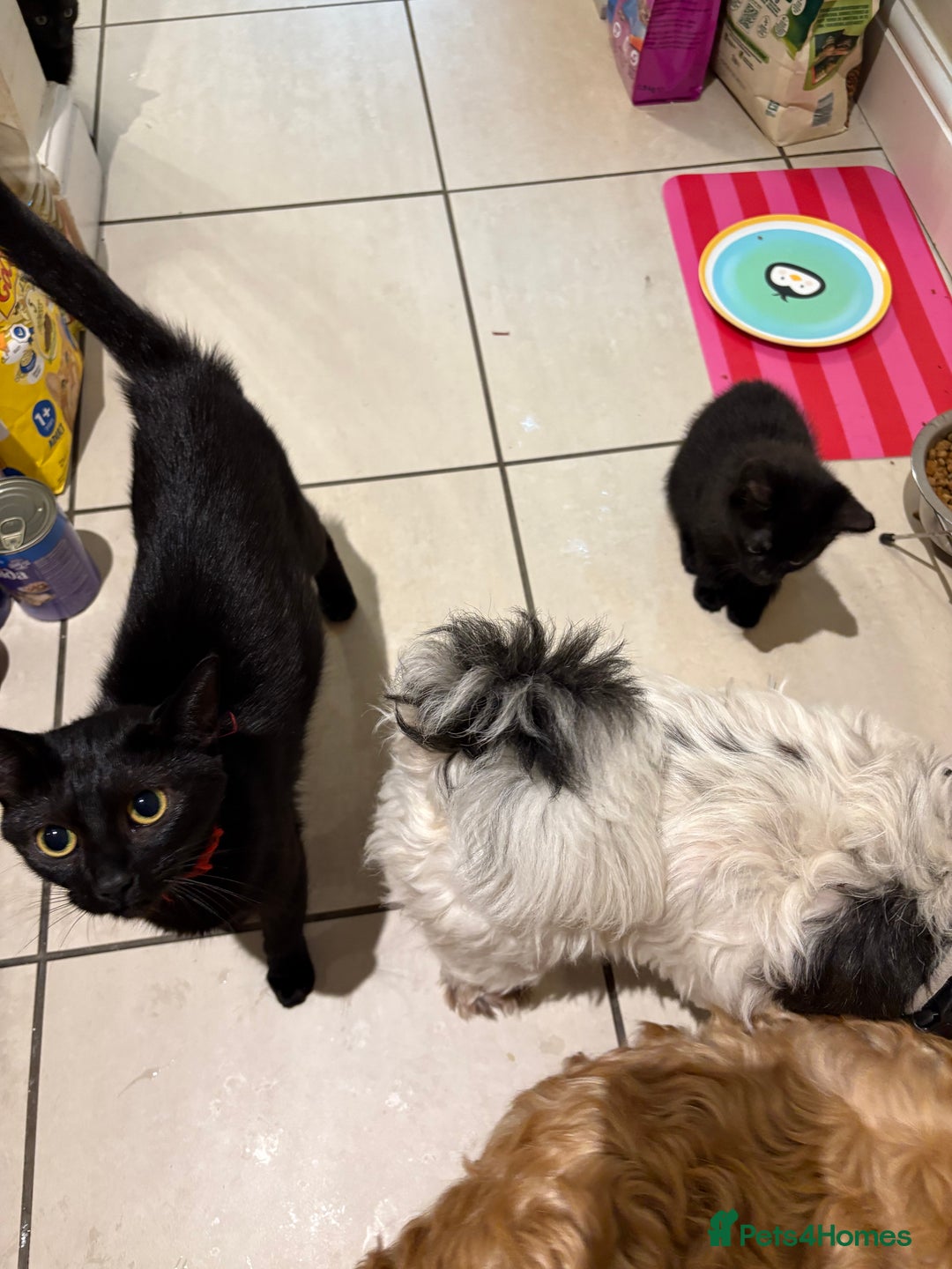 Domestic Shorthair cats for sale: Beautiful black kittens  - Image 5