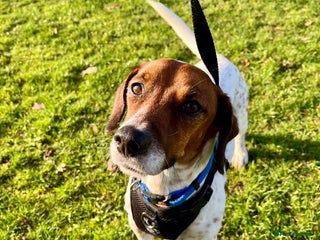 Mixed Breed dogs Meet Benny intelligent soul who deserves stability - Advert 1