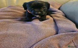 Mixed Breed dogs for sale: 1 pup available  - Image 7