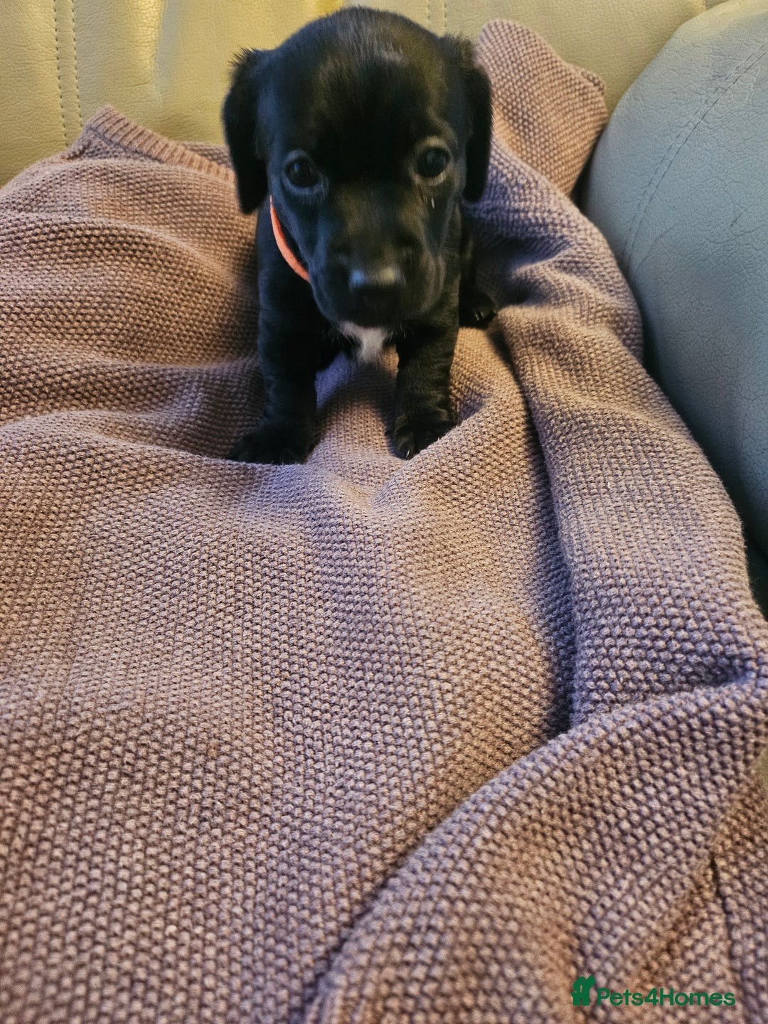 Mixed Breed dogs for sale: 1 pup available  - Image 7