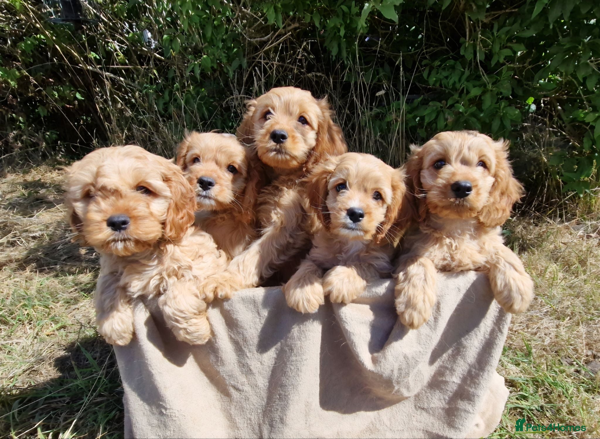 Cavapoo dogs Cuddly Cavapoos Ready Now! - Advert 9