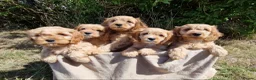 Cavapoo dogs for sale: Cuddly Cavapoos Ready Now! - Advert 3