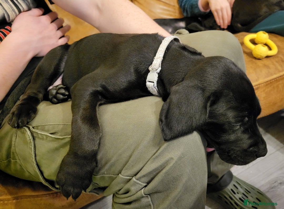 Mixed Breed dogs for sale: Alaunt type dogs - Advert 19