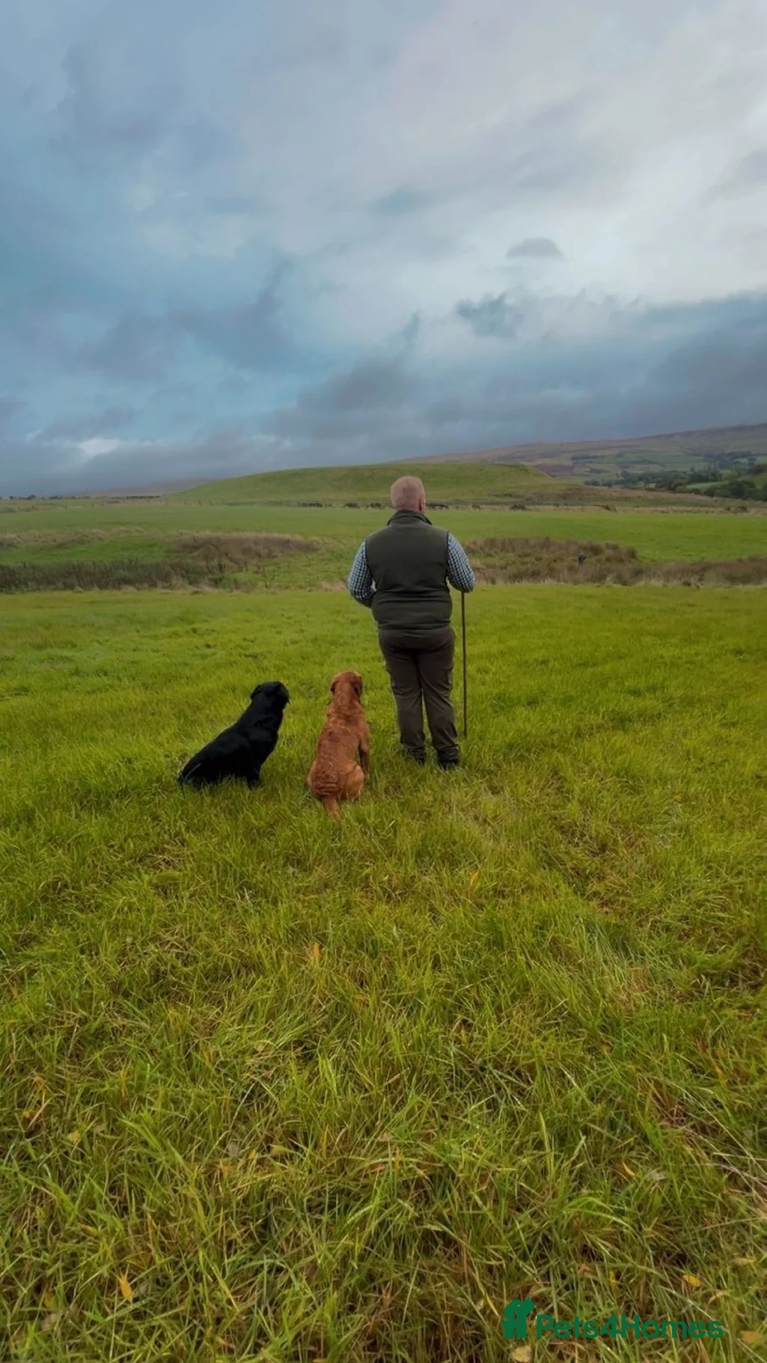 Labrador Retriever dogs for stud: Stud, strong, PROVEN! in Penrith - Advert 5