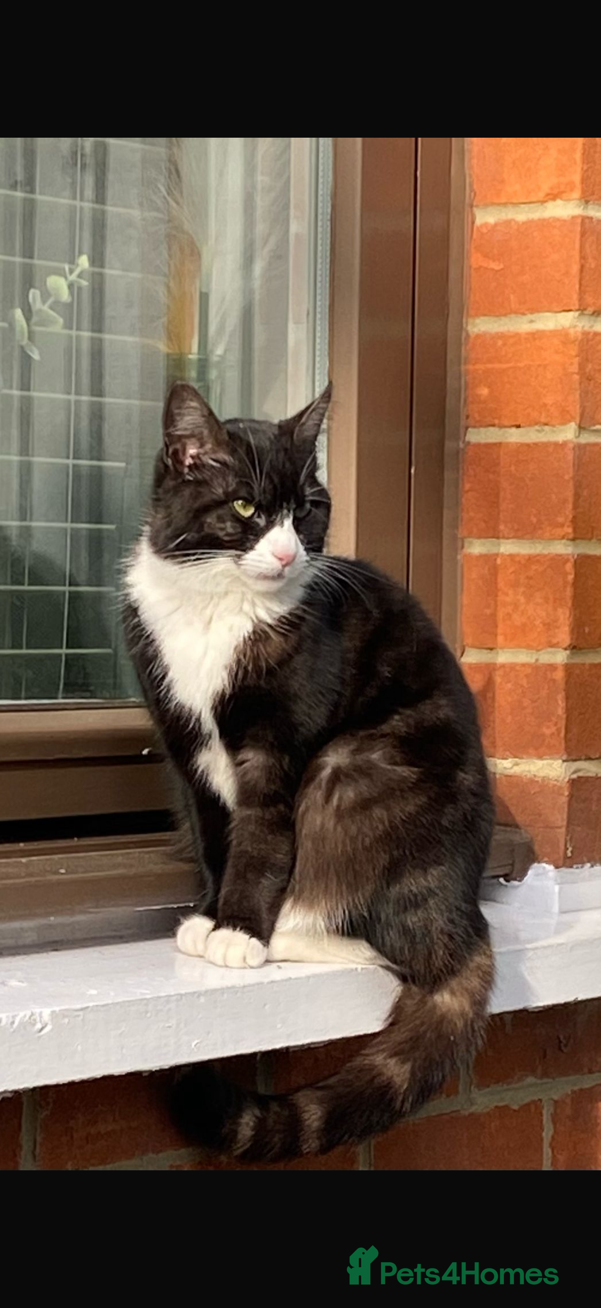 Maine Coon cats CAT FOR SALE - Advert 10