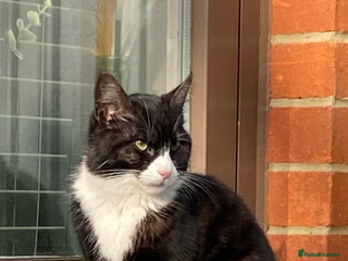 Maine Coon cats CAT FOR SALE - Advert 15