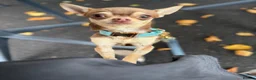 Chihuahua dogs for sale: 1 year old tiny male chihuahua  in Liverpool - Advert 6