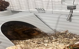Guinea Pig rodents for sale: Ready to go! 2 male guinea pigs  - Image 4