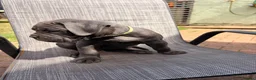 Cane Corso dogs for sale: Cane corso puppies for sale - Advert 23