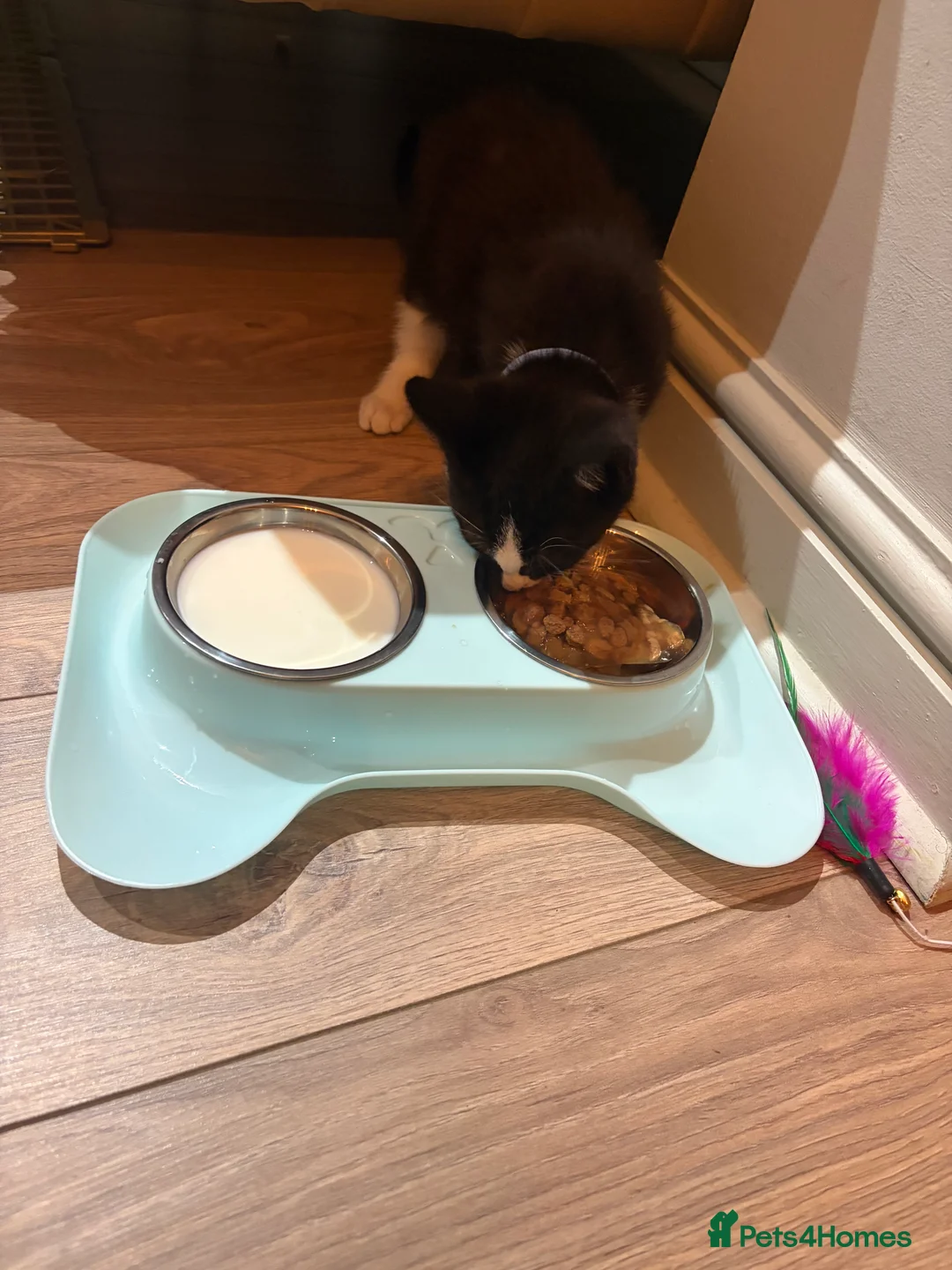 Mixed Breed cats for sale: 🐾 Tux Sami – Tuxedo Kitten 🖤🤍 in Peterborough - Advert 2