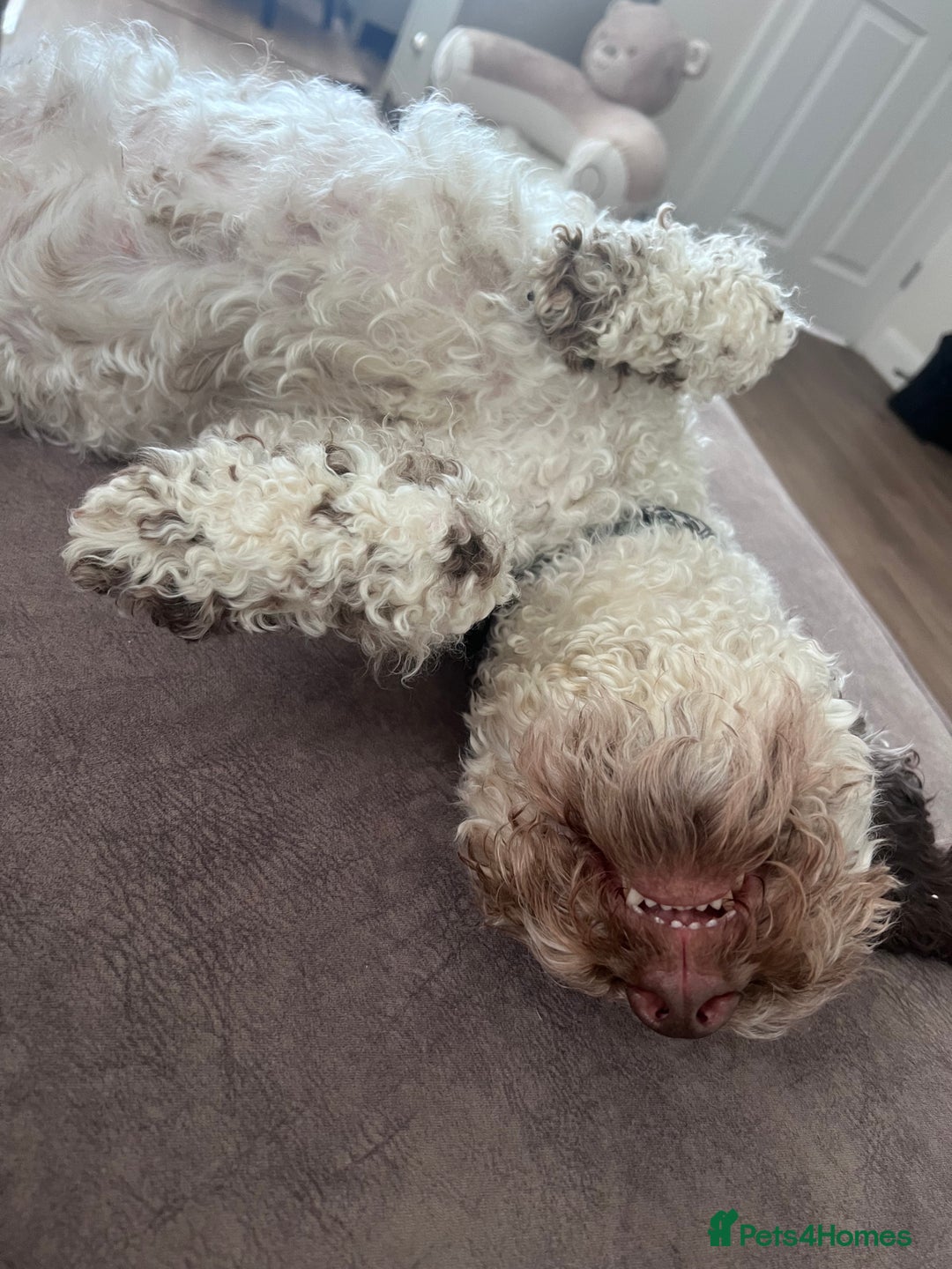 Cockapoo dogs for sale: 2 year old female cockapoo for sale  - Image 3