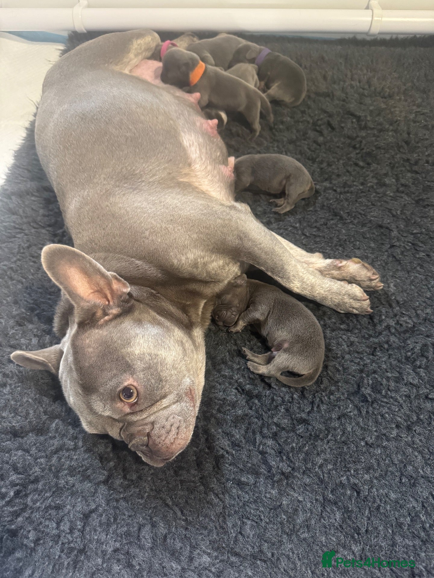 Mixed Breed dogs French Bulldog x Miniature Dachshund Puppies - Advert 2