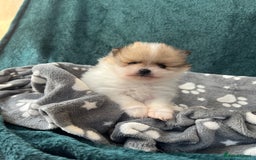 Pomeranian dogs for sale: Fluffy Pomeranian puppies - Image 2