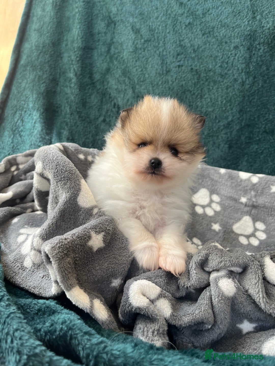 Pomeranian dogs for sale: Fluffy Pomeranian puppies - Image 2