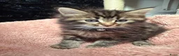 Mixed Breed cats for sale: 🌻Domestic Long-Haired Ready2Go🌻  - Advert 9