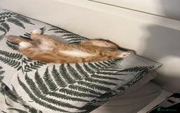 Scottish Fold cats for sale: Scottish fold/straight babies - Image 17