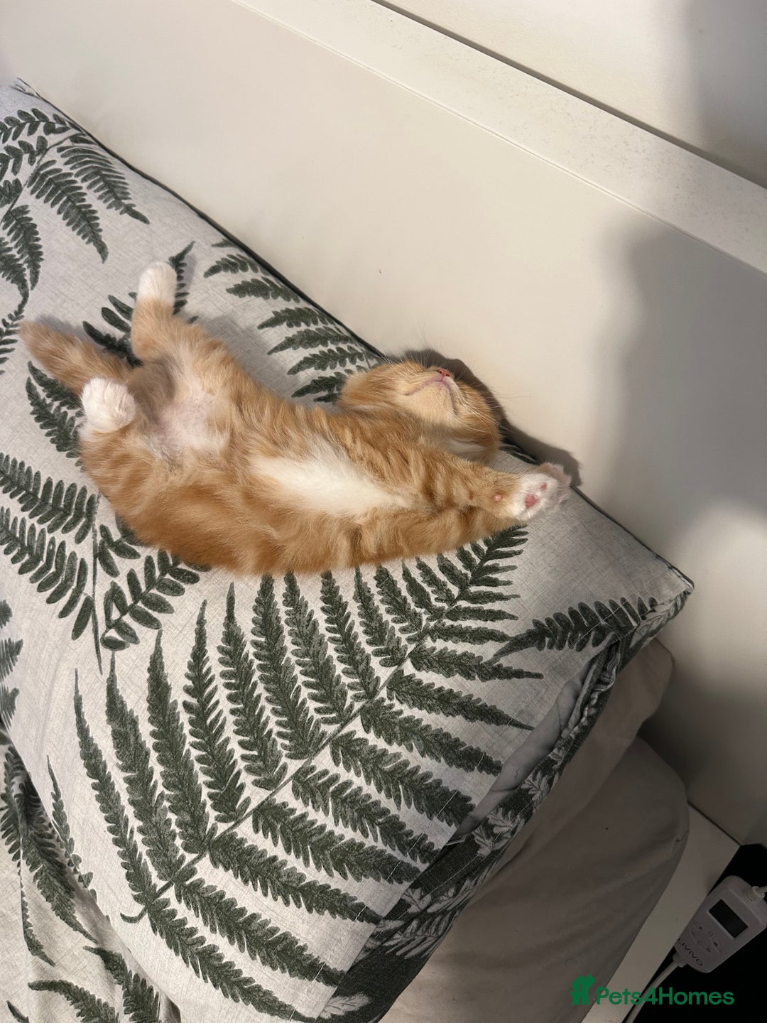 Scottish Fold cats for sale: Scottish fold/straight babies - Image 17