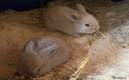 Mini Lop rabbits for sale: Baby mini lops ready to reserve !! - Image 13