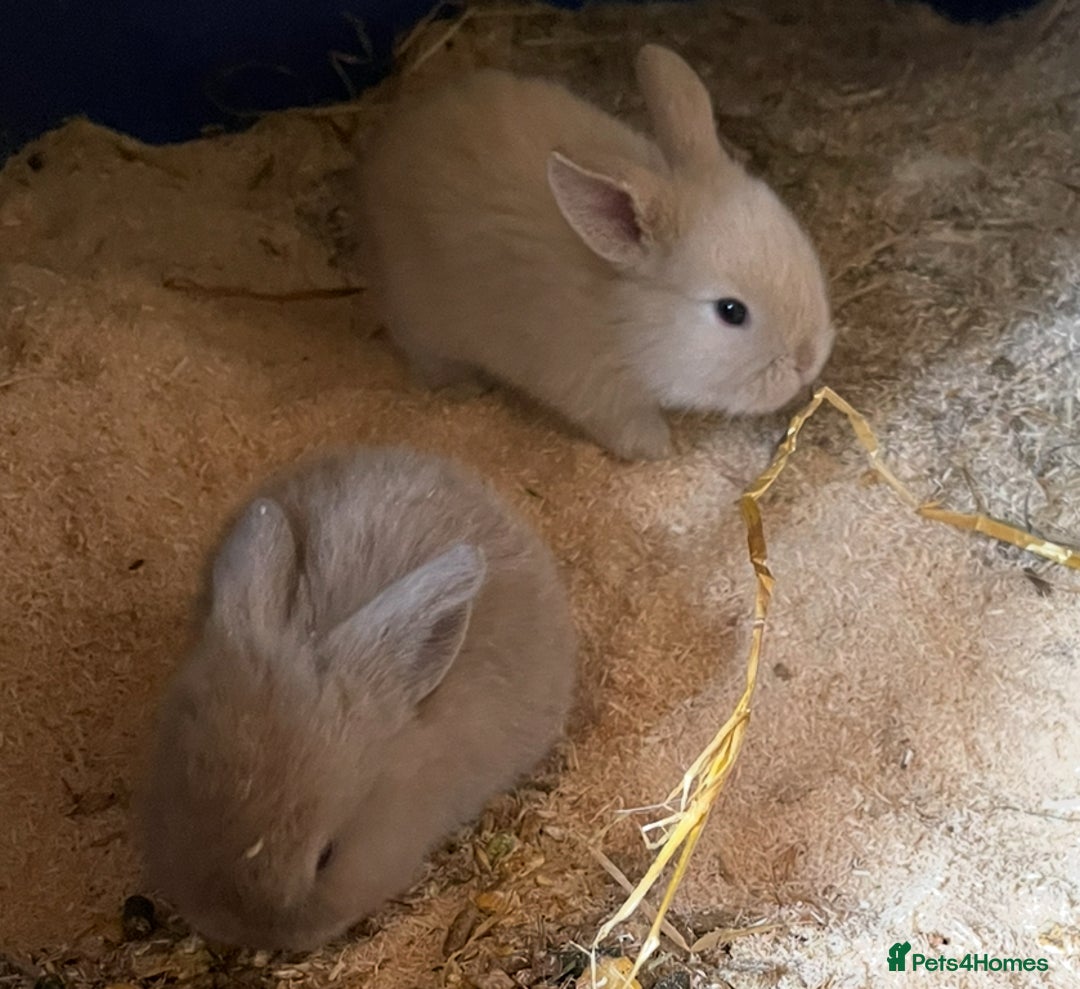 Mini Lop rabbits for sale: Baby mini lops ready to reserve !! - Image 13