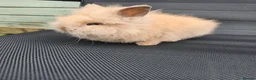 Lionhead rabbits for sale: Purebred doublemane lionhead babies in Wellington - Advert 8