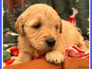Mini Goldendoodle dogs 🐾STUNNING F1 MINIATURE GOLDEN DOODLES 🐾 - Advert 5