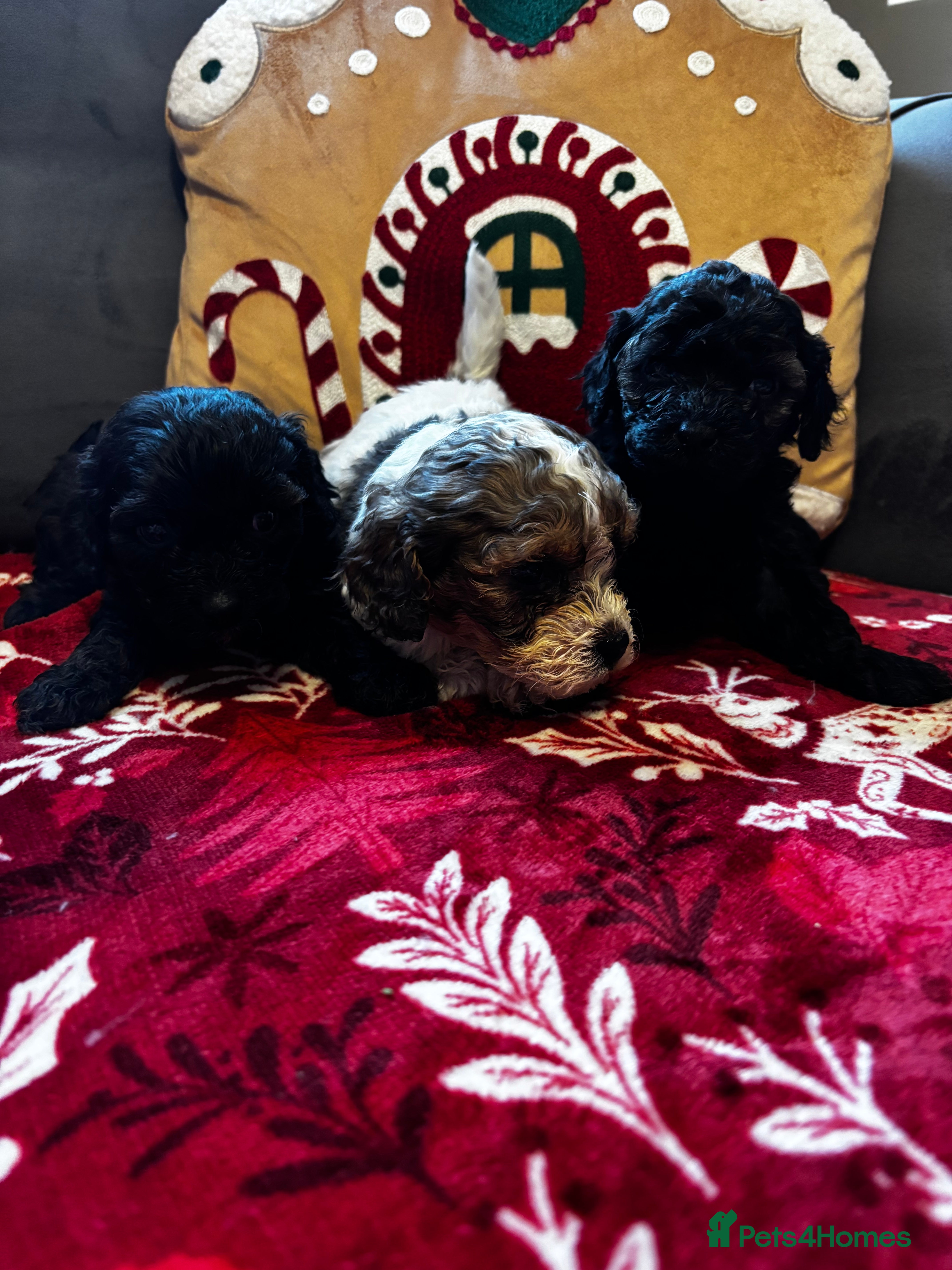 Cavapoochon dogs 🐶Exceptional cavapoochon 1 boy 1 girl left 🐶 - Advert 4