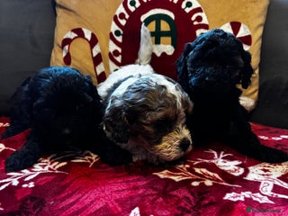 Cavapoochon dogs 🐶Exceptional cavapoochon 1 boy 1 girl left 🐶 - Advert 2