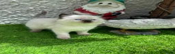 Ragdoll cats for sale: 🏆gccf(GRCH mum)male ragdoll kitten  🥇🐾 - Advert 8