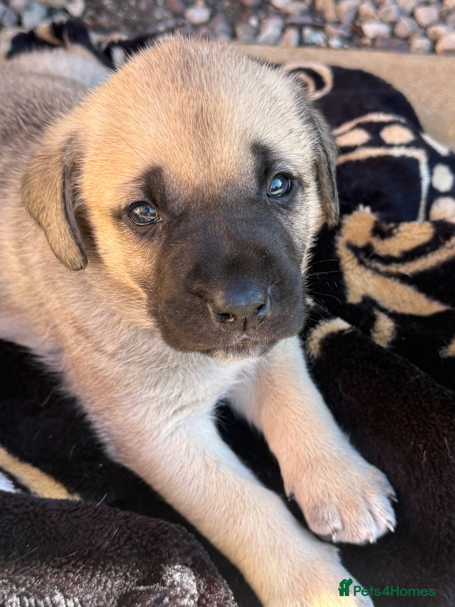Mixed Breed dogs STUNNING Kangal cross American bulldog  - Advert 16