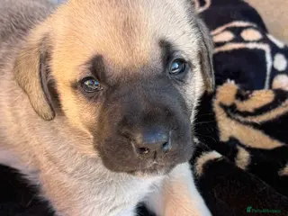 Mixed Breed dogs STUNNING Kangal cross American bulldog - Advert 16
