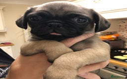 Pug dogs for sale: Pug puppies - Image 13