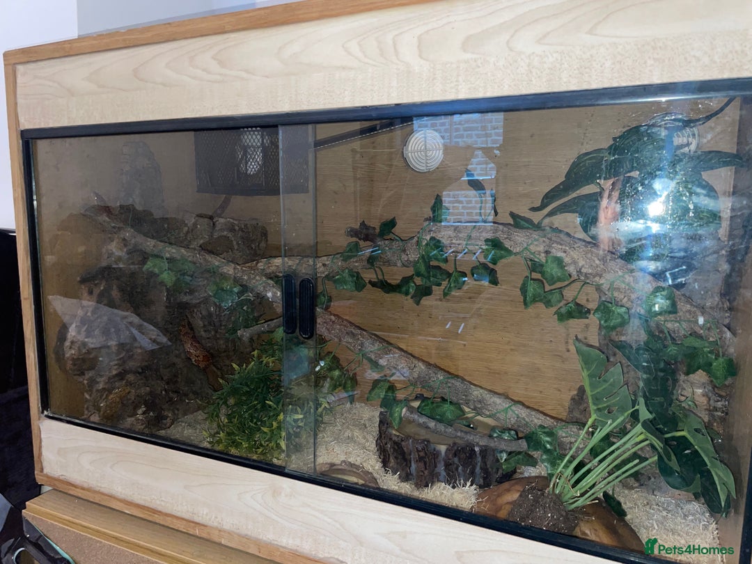 Corn Snake reptiles for sale: Corn Snake and Full Setup (£3), URGENT REHOMING - Image 2