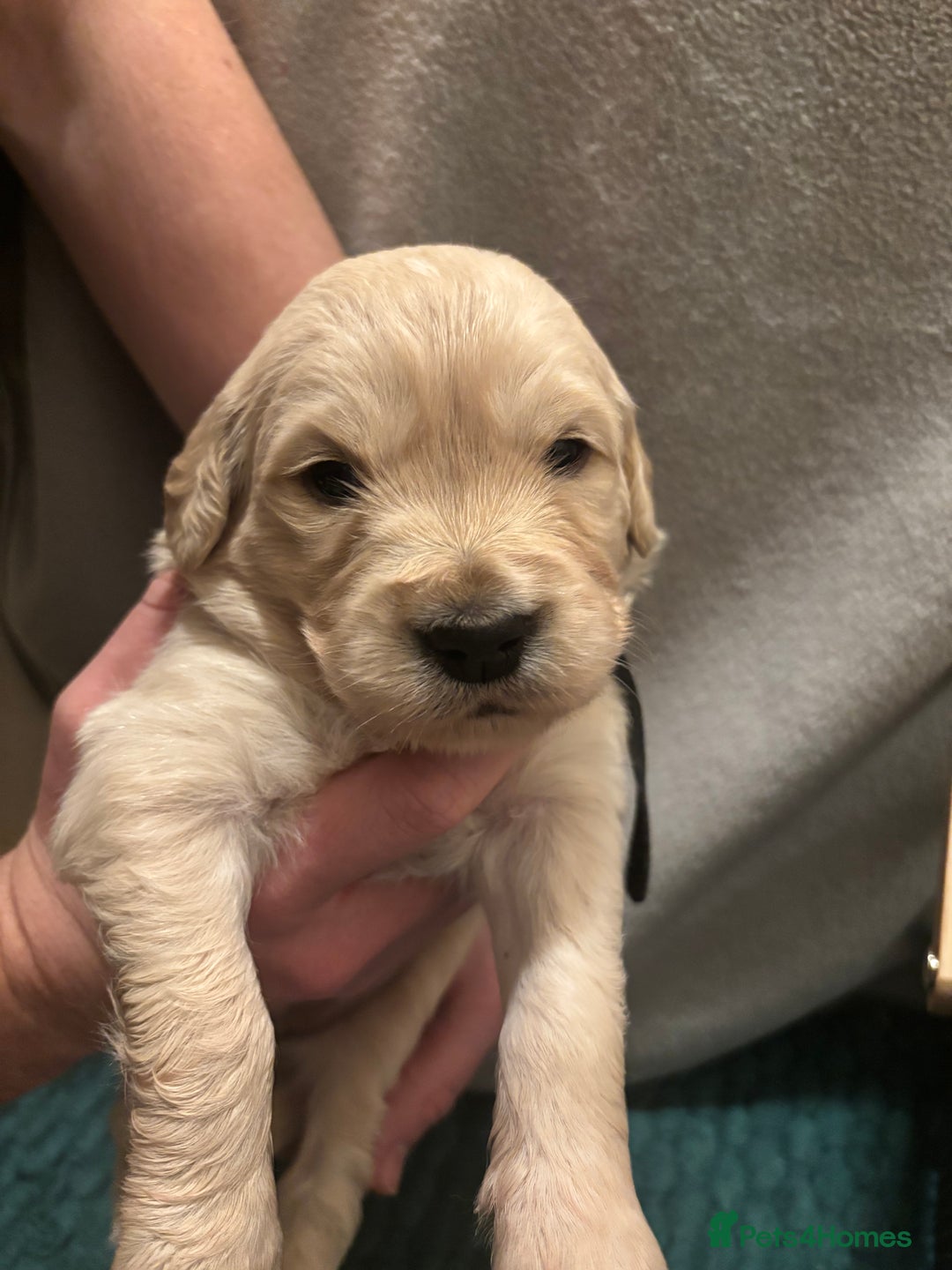 Golden Retriever dogs for sale: Golden Retriever Puppies for Sale - Advert 8