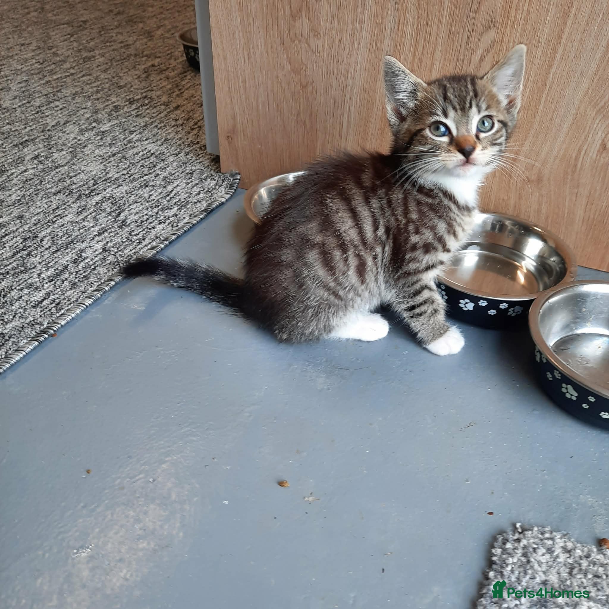Mixed Breed cats Beautiful kittens - Advert 1
