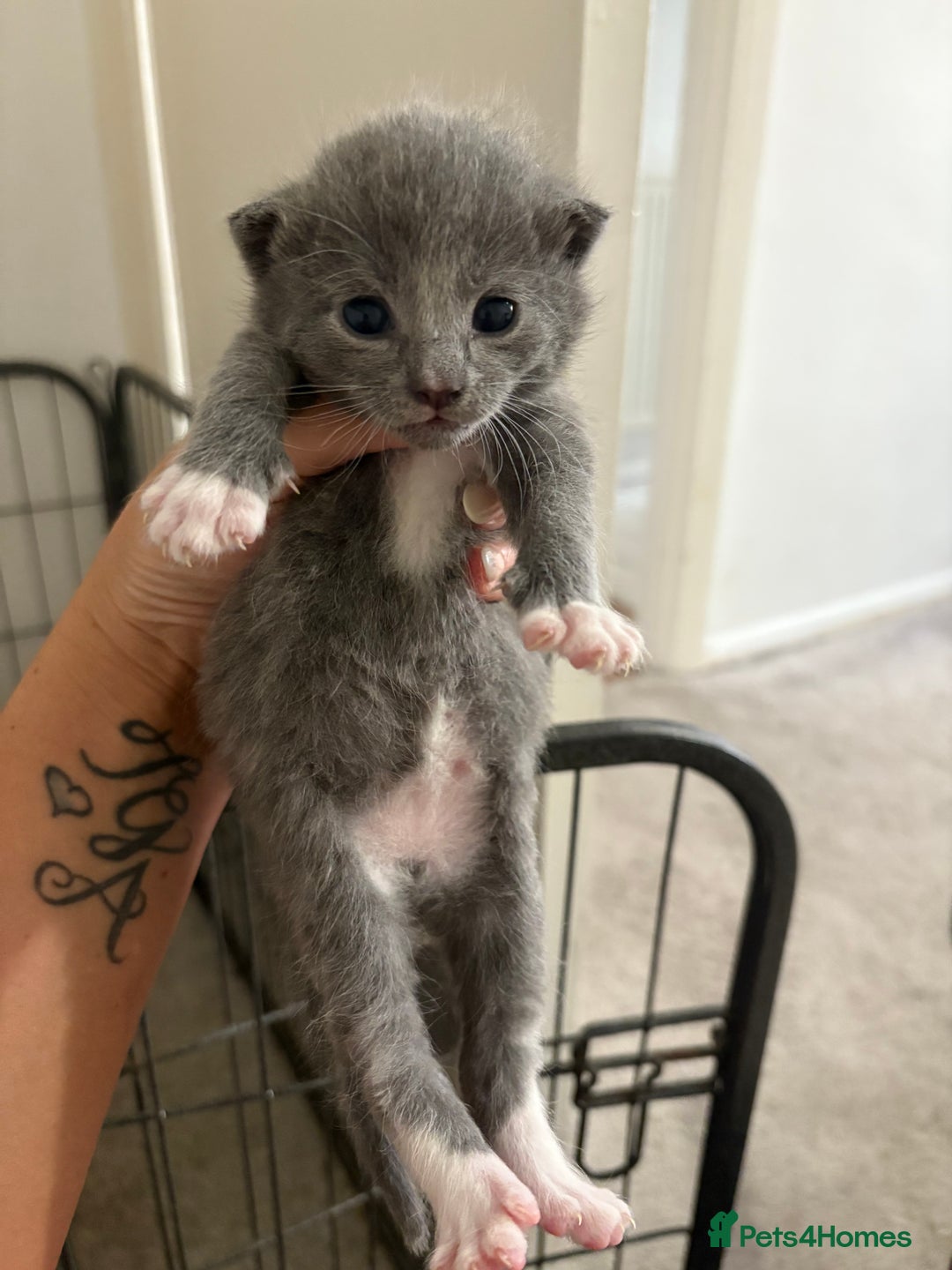 British Shorthair cats for sale: Grey kittens  - Image 3