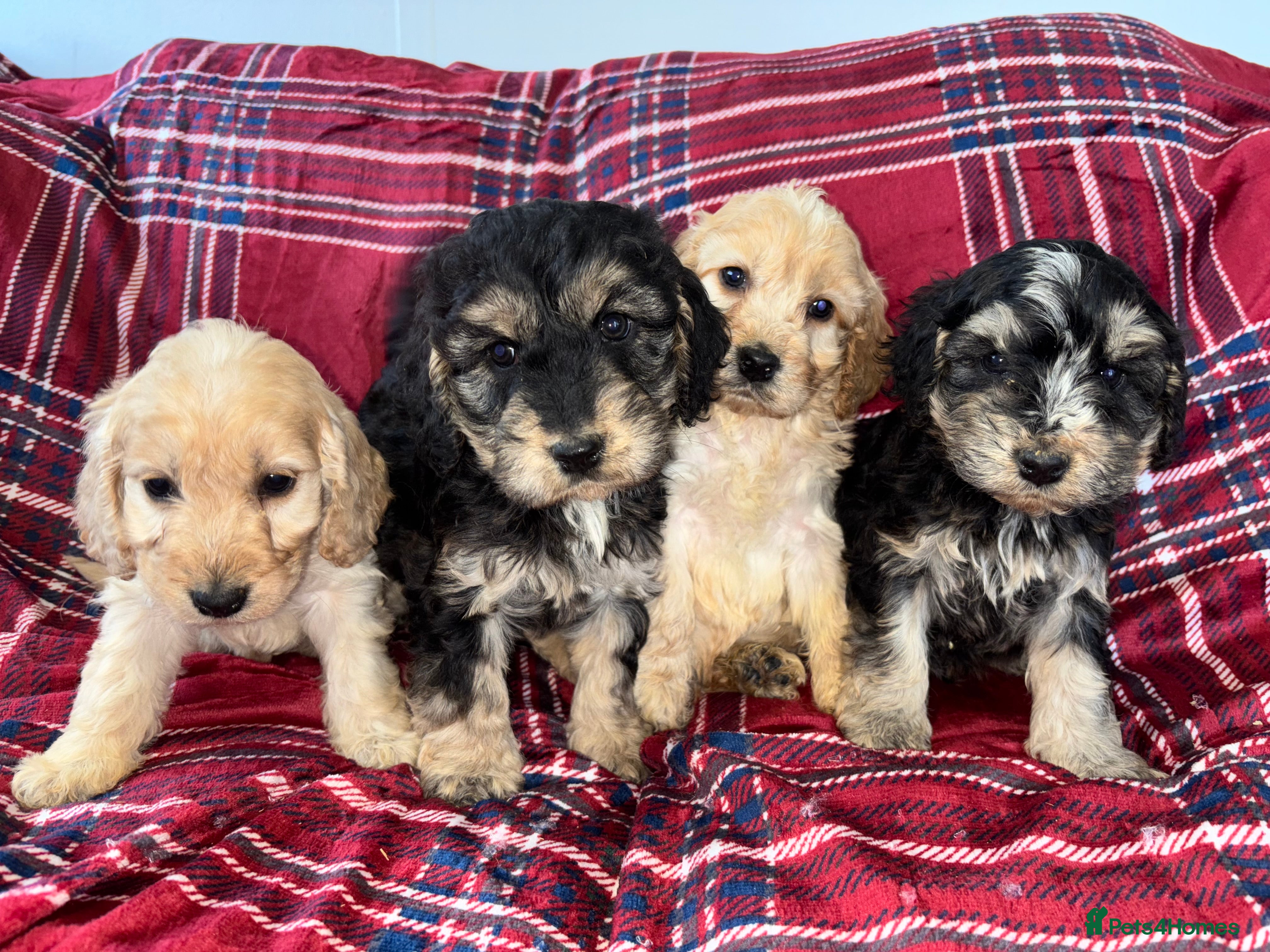 Cockapoo dogs F1 Cockapoo Puppies (READY to leave 15th December) - Advert 8