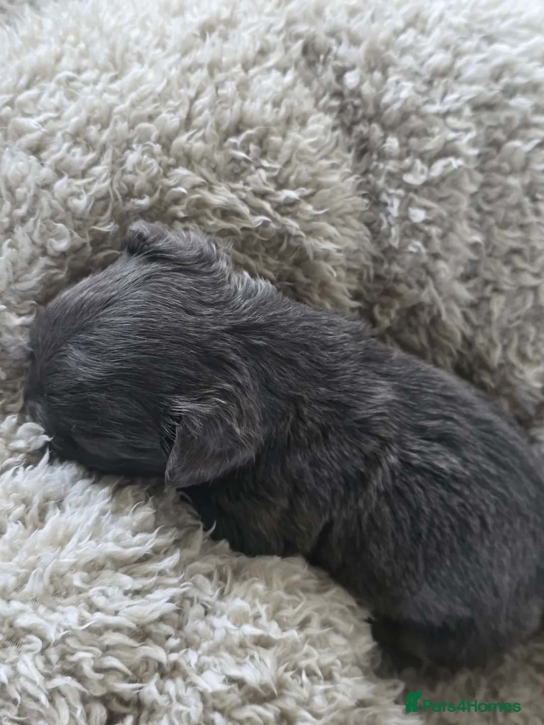 French Bulldog dogs for sale: French Bulldog (4 visual Fluffys) - Advert 14