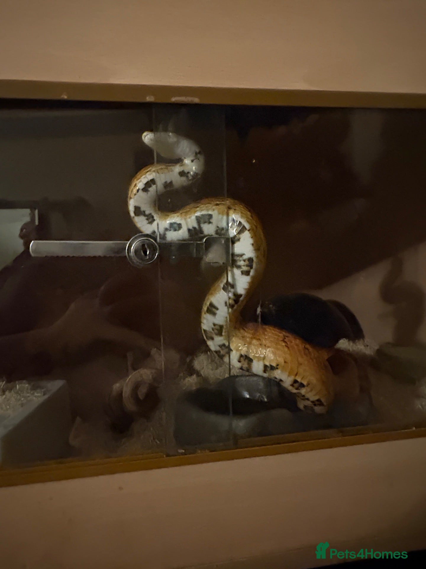 Corn Snake reptiles Eggsy - Advert 1
