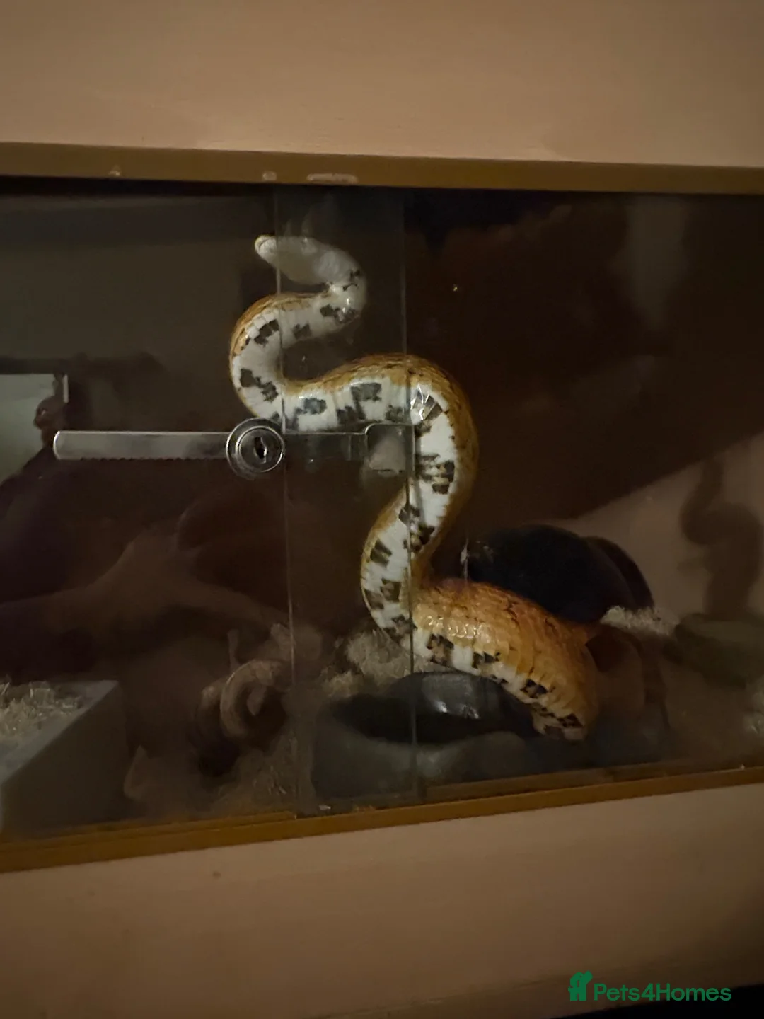 Corn Snake reptiles for sale: Eggsy in Preston - Advert 1