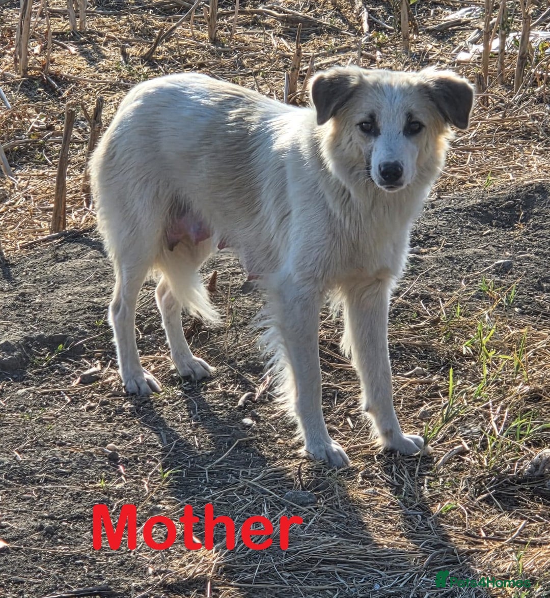 Mixed Breed dogs for adoption: 🐾 TEDDY - Big, Gentle & Full of Quiet Love 🤍🐶 - Advert 13