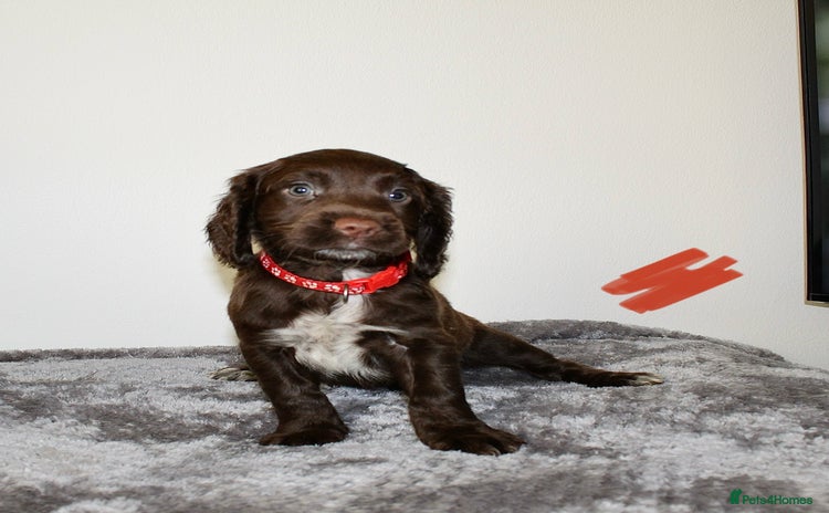 Cocker Spaniel dogs - Advert 5
